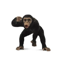 Chimpanzee Male