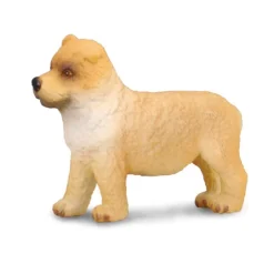 Chow Chow Puppy