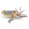 Common Cuttlefish