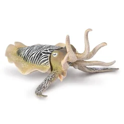Common Cuttlefish