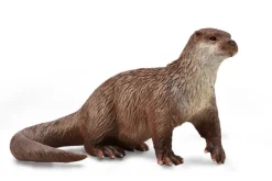 Common Otter