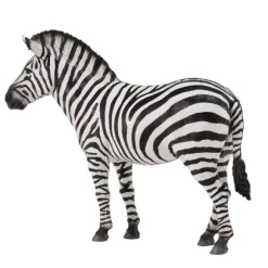 Common Zebra