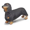 Dachshund
