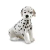 Dalmatian Puppy