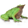 Darwin's Frog