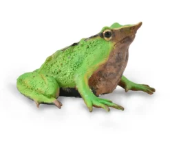 Darwin's Frog