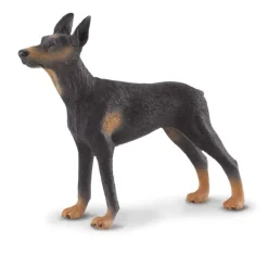 Doberman Pinscher