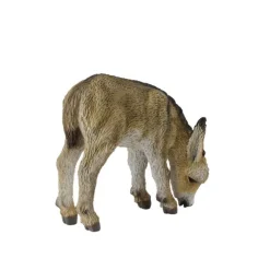 Donkey Foal Grazing