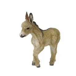 Donkey Foal Walking