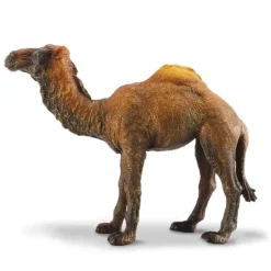 Dromedary Camel