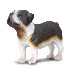 English Bulldog