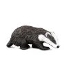 Eurasian Badger