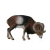 European Mouflon