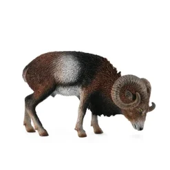 European Mouflon
