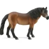 Exmoor Pony Stallion