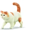Exotic Shorthair