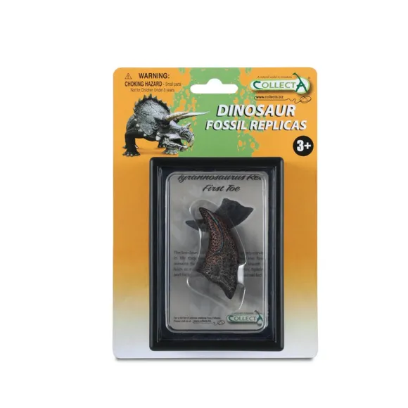 First Toe Of T-Rex In Display Case