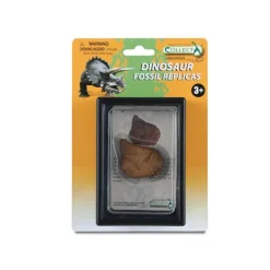 Foot Replica Of Stegosaurus In Display Case
