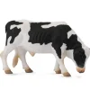 Friesian Bull