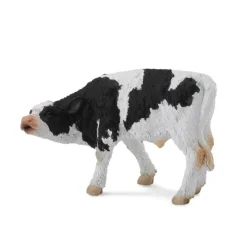 Friesian Calf Suckling