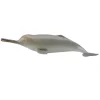 Ganges River Dolphin