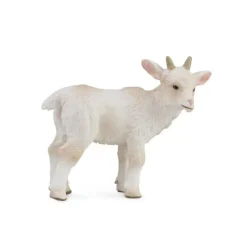 Goat Kid - Standing