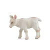 Goat Kid - Walking