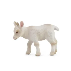 Goat Kid - Walking