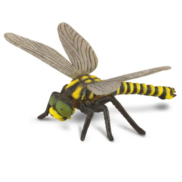 Golden Ringed Dragonfly