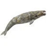 Gray Whale