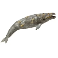 Gray Whale