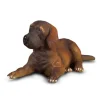 Great Dane Puppy