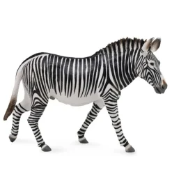 Grevy'S Zebra