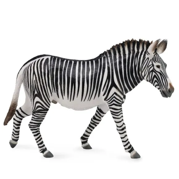 Grevy'S Zebra