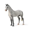 Hanoverian Stallion Dappled Grey
