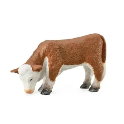 Hereford Calf Grazing