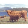 Highlanders - 1000 Piece Jigsaw Puzzle