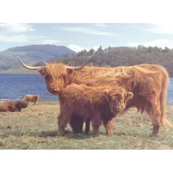 Highlanders - 1000 Piece Jigsaw Puzzle