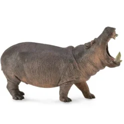 Hippopotamus