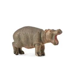 Hippopotamus Calf