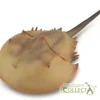 Horseshoe Crab