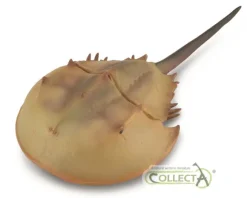 Horseshoe Crab