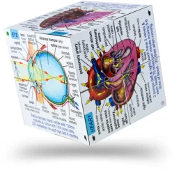 Human Body Systems and Statistics Cubebook