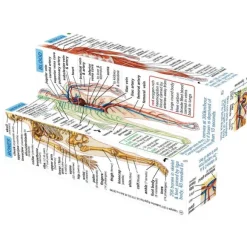 Human Body Systems and Statistics Cubebook