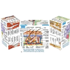 Human Body Systems and Statistics Cubebook