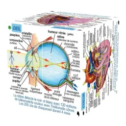Human Body Systems and Statistics Cubebook
