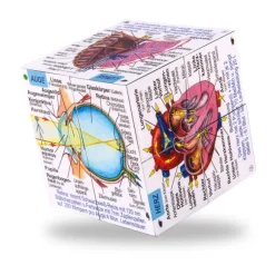 Human Body Systems and Statistics Cubebook