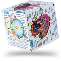Human Body Systems and Statistics Cubebook