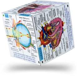 Human Body Systems and Statistics Cubebook