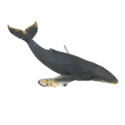 Humpback Whale